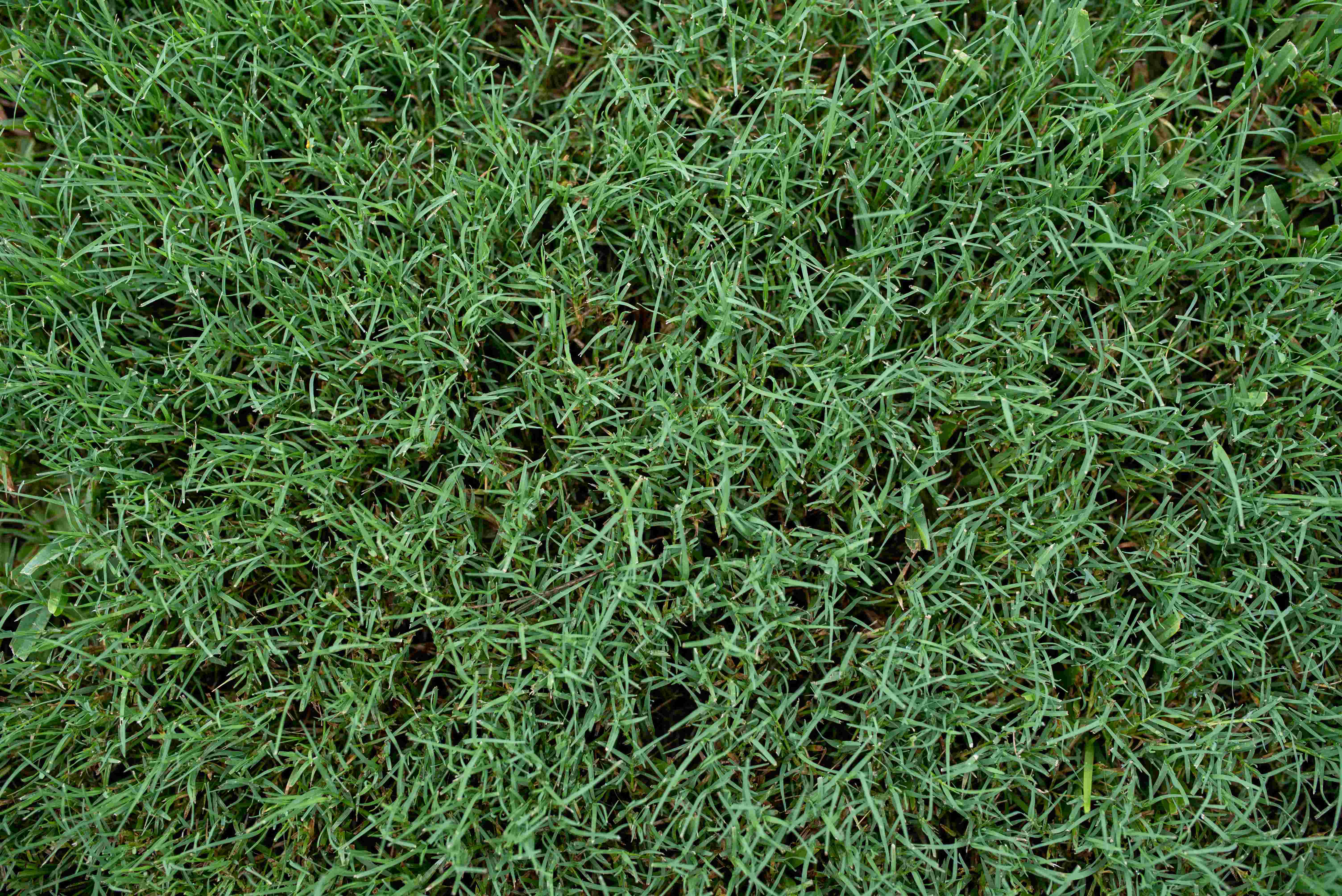Bermuda Grass