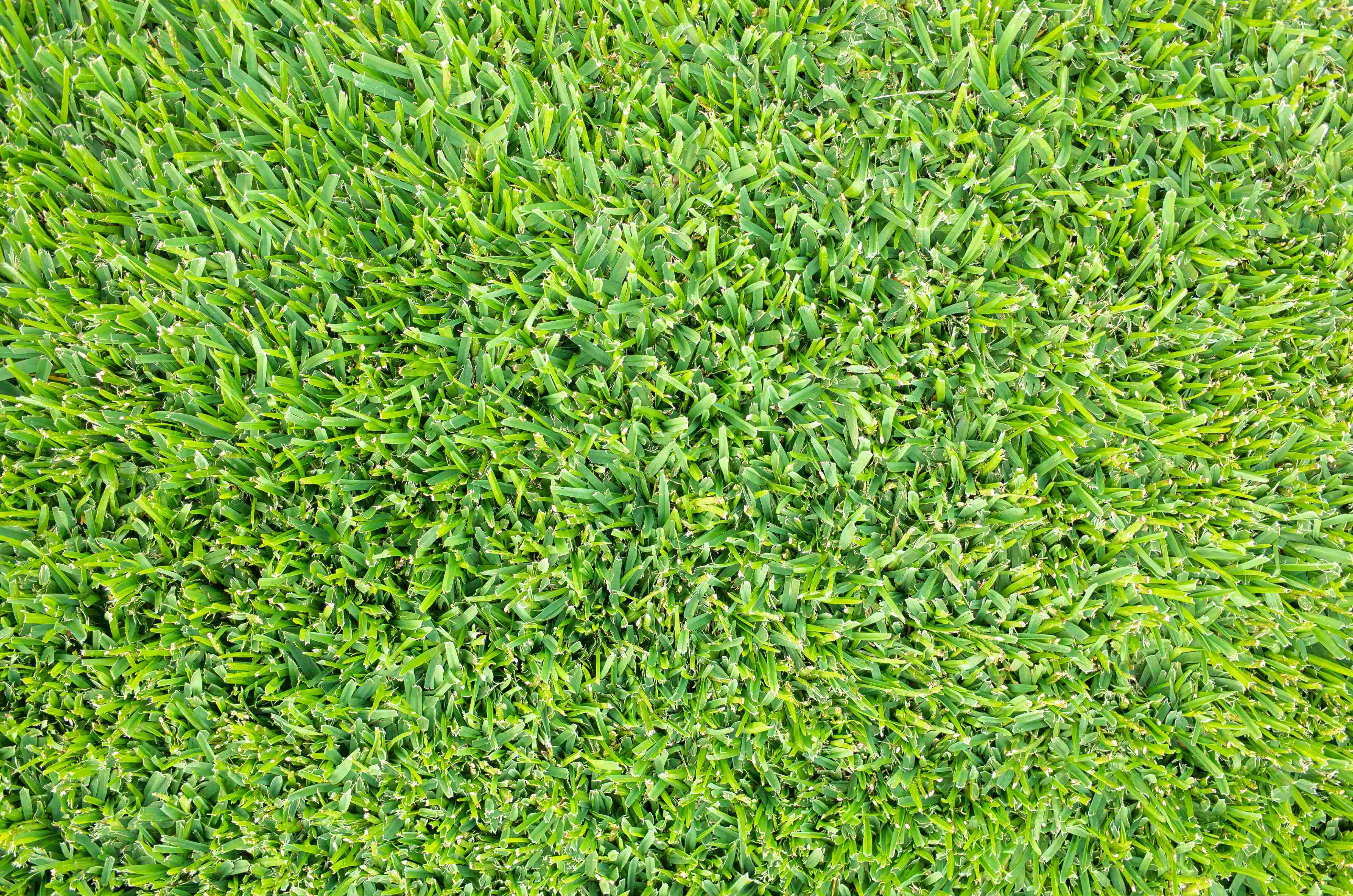 Buffalo Grass